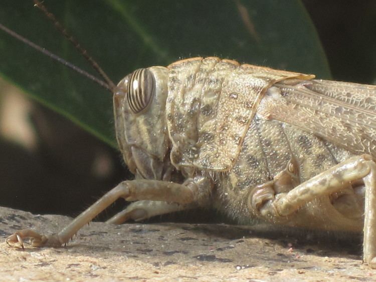 Anacridium aegyptium FileAnacridium aegyptium Egyptian Locust detail Skala Kalloni