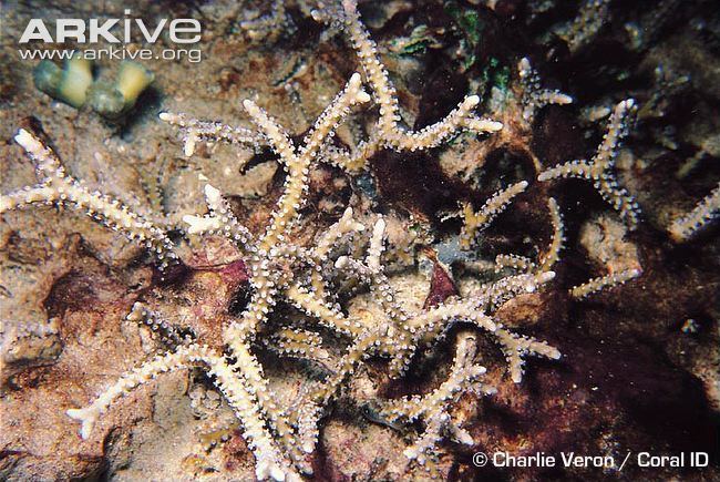 Anacropora Anacropora coral videos photos and facts Anacropora spinosa ARKive