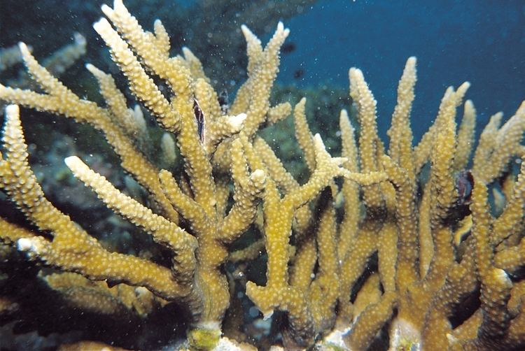 Anacropora Anacropora spumosa Corals of the World Photos maps and