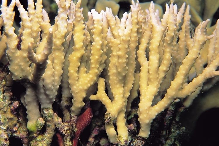 Anacropora Anacropora forbesi Corals of the World Photos maps and