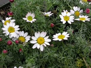 Anacyclus pyrethrum Anacyclus pyrethrum Pellitory Akarkara Uses and Benefits