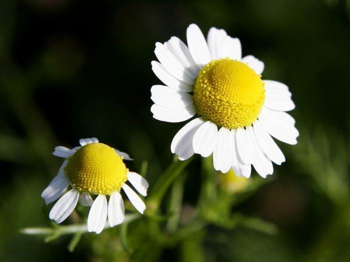 Anacyclus pyrethrum Anabolic steroidal effect of Anacyclus pyrethrum animal study