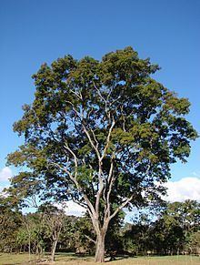 Anadenanthera colubrina httpsuploadwikimediaorgwikipediacommonsthu