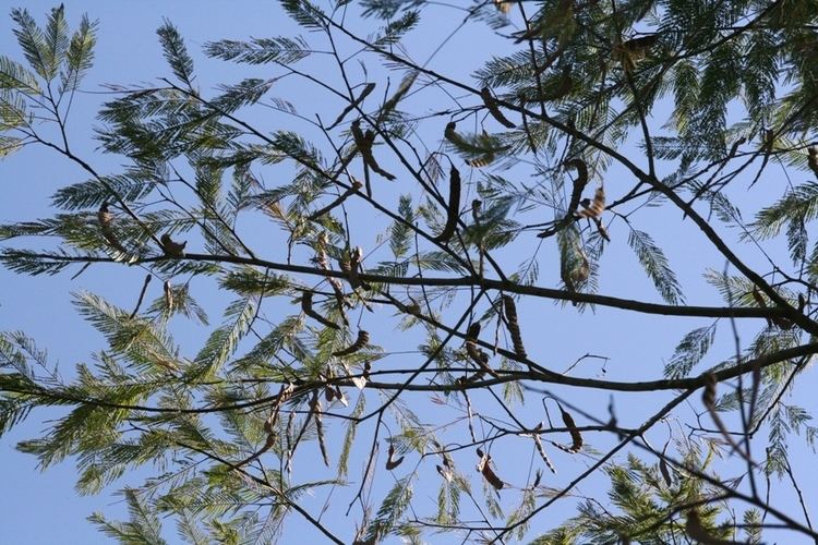 Anadenanthera Peregrina Alchetron The Free Social Encyclopedia