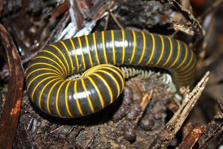 Anadenobolus monilicornis FileBumblebee Millipede Anadenobolus monilicornis 8577627128