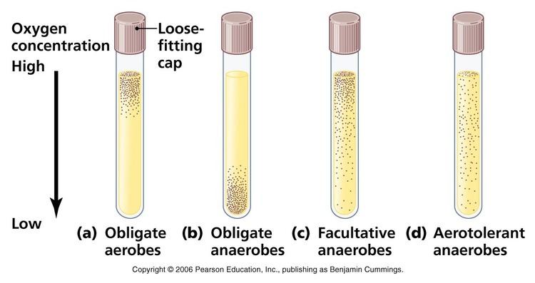 Anaerobic organism Cultivation of Aerobic and Anaerobic Bacteria microbeonline
