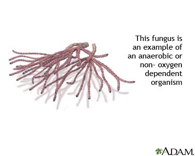 Anaerobic organism Anaerobic organism MedlinePlus Medical Encyclopedia Image
