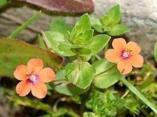 Anagallis arvensis httpsuploadwikimediaorgwikipediacommonsthu