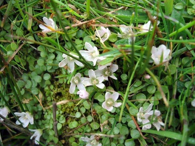 Anagallis tenella FileBog Pimpernel Anagallis tenella geographorguk 1258151