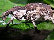 Anagotus stephenensis httpsuploadwikimediaorgwikipediacommonsthu