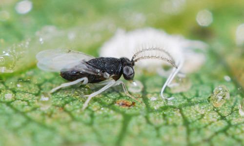 Anagyrus Anagyrus pseudococci