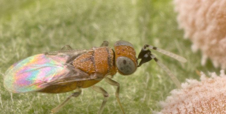 Anagyrus Anagyrus pseudococci Bioplanet