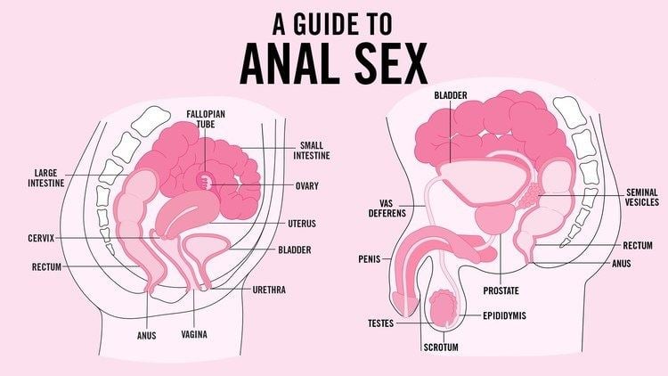 Anal Sex Diagram - Anal sex ~ Everything You Need to Know with Photos | Videos