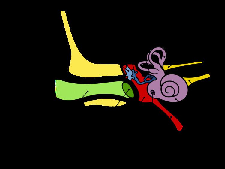 Analog ear