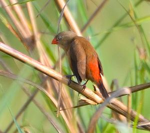 Anambra waxbill Anambra Waxbill Estrilda poliopareia