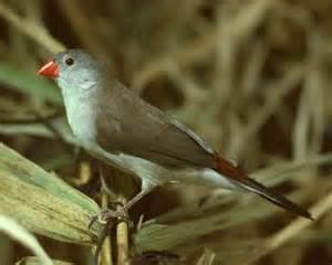 Anambra waxbill More on Estrilda poliopareia Anambra Waxbill
