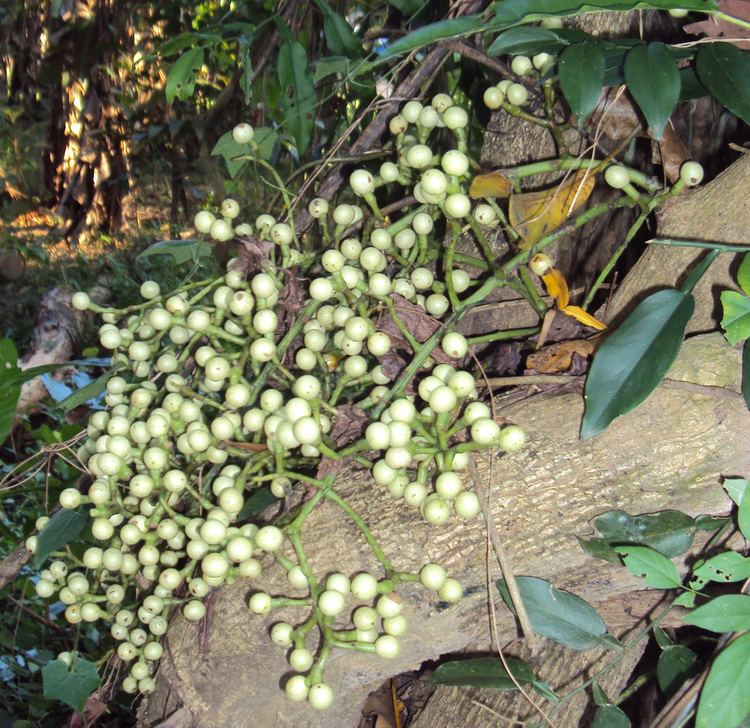 Anamirta cocculus FileAnamirta cocculus 02JPG Wikimedia Commons