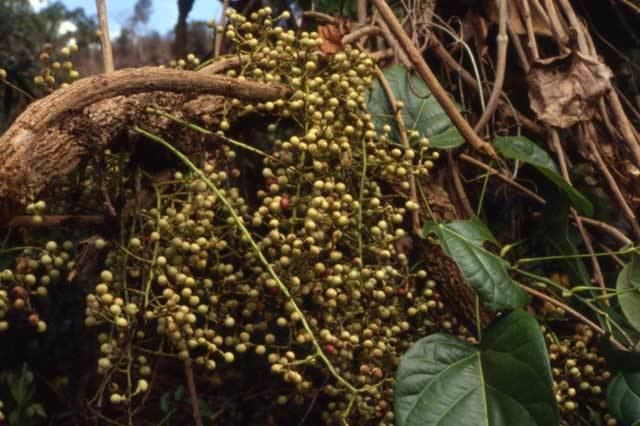 Anamirta cocculus anamirtacocculuspollakka1 DEPARTMENT OF DRAVYAGUNAVIJNANAM