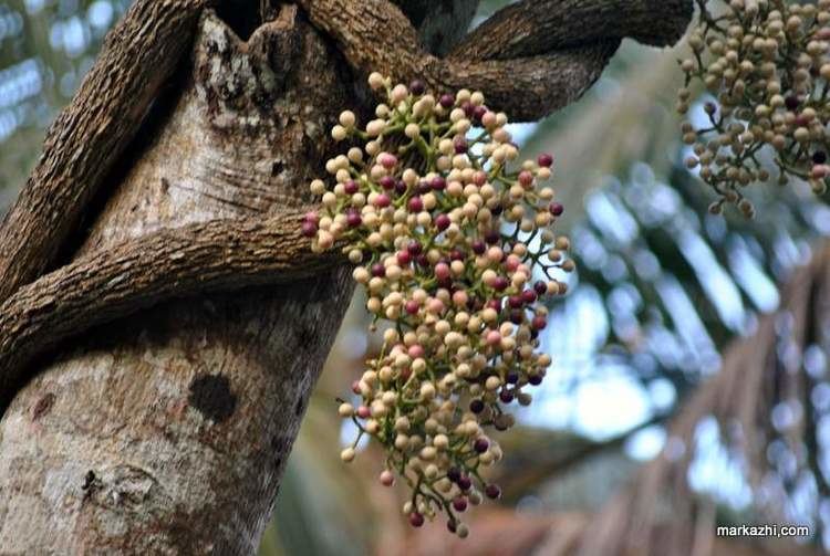 Anamirta cocculus Pollavally pollakkurua anamirta cocculus Markazhi