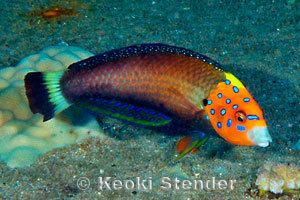 Anampses Psychedelic Wrasse Anampses chrysocephalus