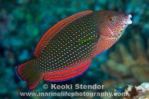 Anampses Pearl Wrasse Anampses cuvier