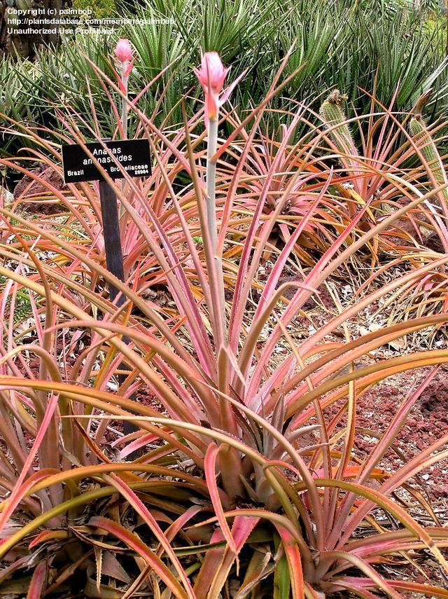 Ananas ananassoides PlantFiles Pictures Ananas Bromeliad Cerrado Pineapple Wild