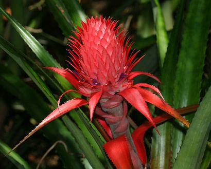 Ananas bracteatus Ananas bracteatus Red Pineapple Wild Pineapple Hawaiian Plants