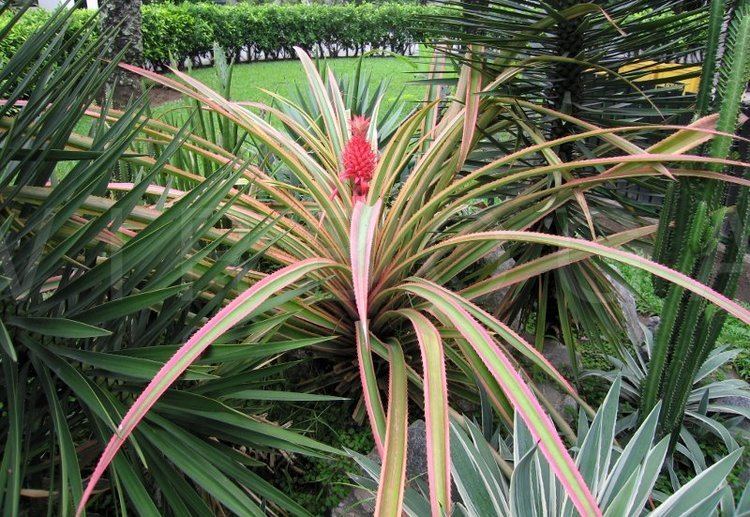 Ananas bracteatus VIRBOGA Ananas bracteatus