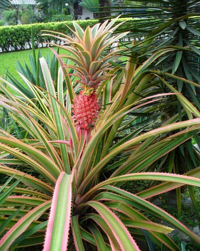 Ananas bracteatus VIRBOGA Ananas bracteatus