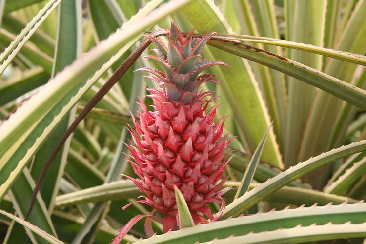 Ananas bracteatus Ananas bracteatus Wikiwand