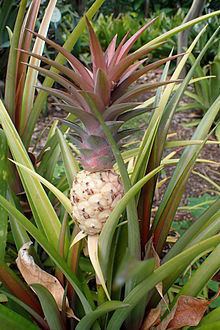 Ananas lucidus httpsuploadwikimediaorgwikipediacommonsthu