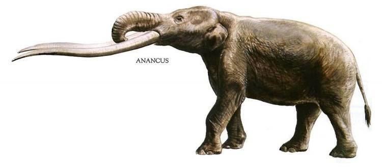 Anancus spp