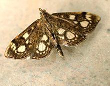 Anania coronata httpsuploadwikimediaorgwikipediacommonsthu