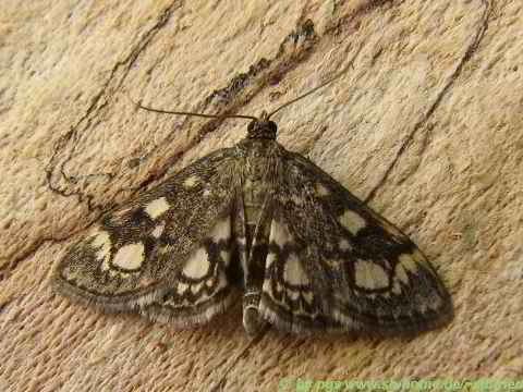 Anania coronata Bestimmungshilfe des Lepiforums Anania Coronata