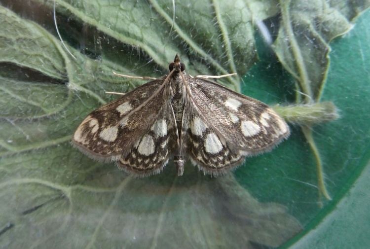 Anania coronata Anania coronata Anania coronata NatureSpot