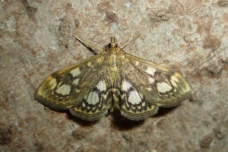 Anania coronata Anania Lepidoptera of Belarus