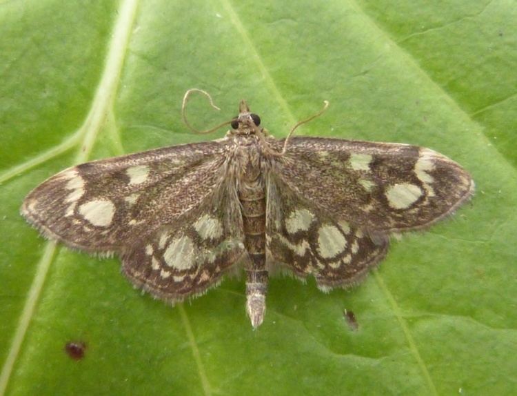 Anania coronata Anania coronata Anania coronata NatureSpot