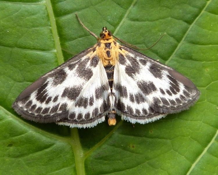 Anania hortulata Small Magpie Anania hortulata NatureSpot