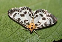 Anania hortulata Anania hortulata Wikipedia