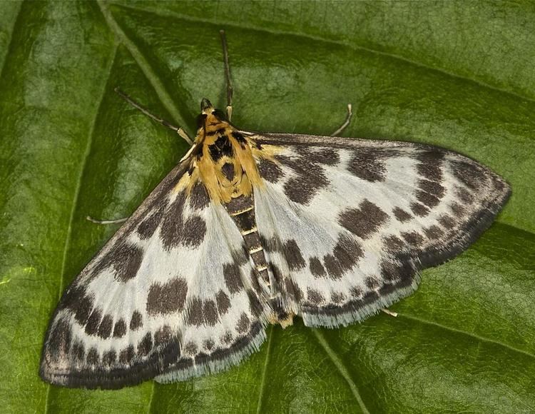 Anania hortulata 1376 Small Magpie Moth Eurrhypara hortulata Dundalk 26 May 2014jpgm1403269319