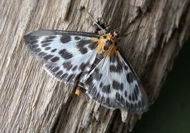 Anania hortulata Small Magpie Anania hortulata UKMoths