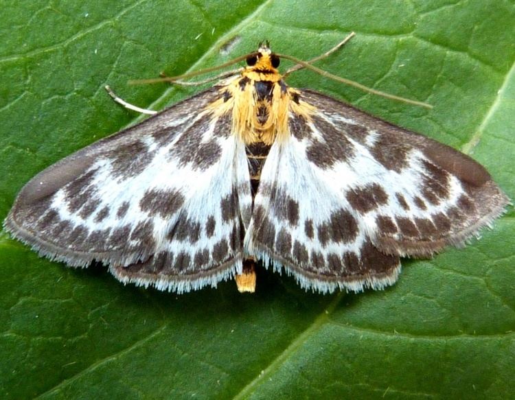 Anania hortulata Small Magpie Anania hortulata NatureSpot