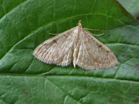 Anania perlucidalis Anania perlucidalis UKMoths