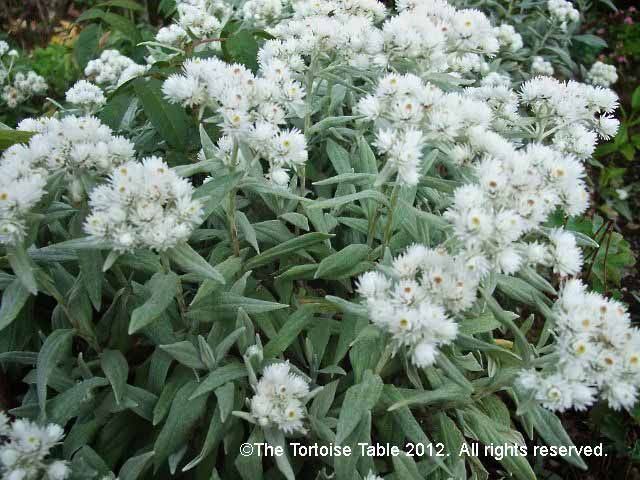 Anaphalis Pearly Everlasting Pearl Everlasting Western Pearly Everlasting