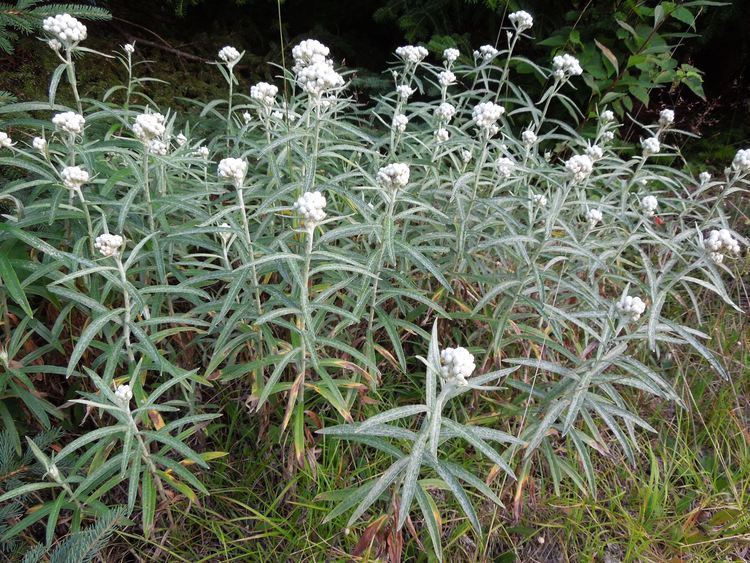 Anaphalis margaritacea amcnhorgresourcesguideswildflowersimagesAna