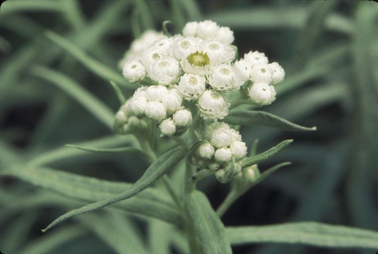 Anaphalis margaritacea Anaphalis margaritacea pearly everlasting Go Botany