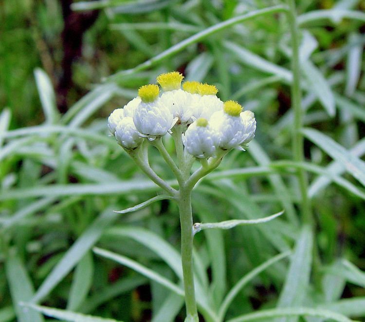 Anaphalis margaritacea Anaphalis margaritacea pearly everlasting Go Botany