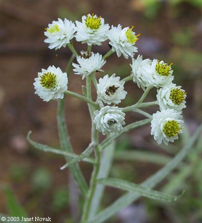 Anaphalis margaritacea Anaphalis margaritacea