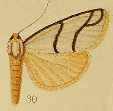 Anaphosia astrigata