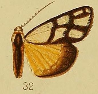 Anaphosia eurygrapha